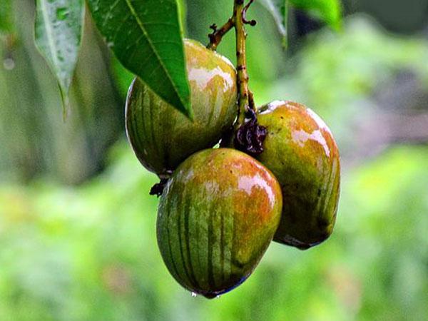 ಪ್ರತಿದಿನ ಮಾವಿನಕಾಯಿ