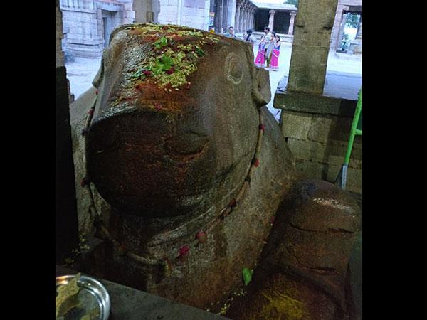 ಬೆಳೆಯುತ್ತಿರುವ ನಂದಿ ವಿಗ್ರಹ