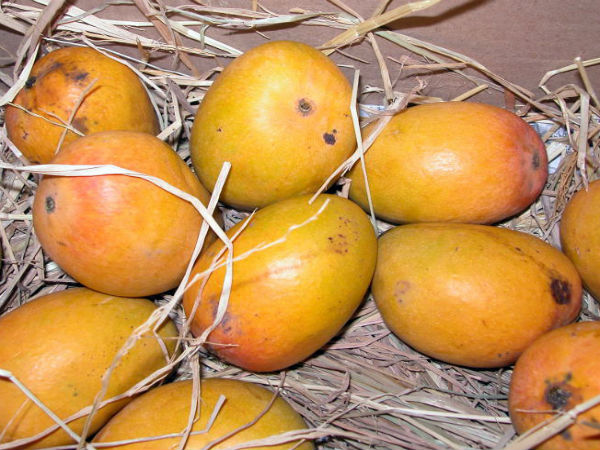 ಆಲ್ಫೊನ್ಸೋ ಮಾವಿನ ಹಣ್ಣು