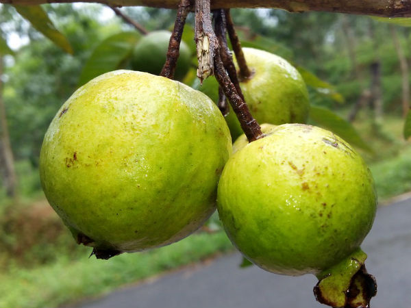 ಮರದಿಂದ ಬಿದ್ದಿರುವ ಹಣ್ಣುಗಳನ್ನು ತಿನ್ನಬೇಡಿ