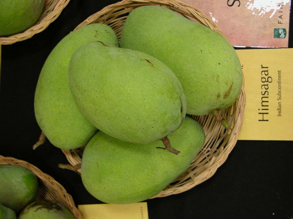 ಹಿಮ್ಸಾಗರ್ ಮಾವು