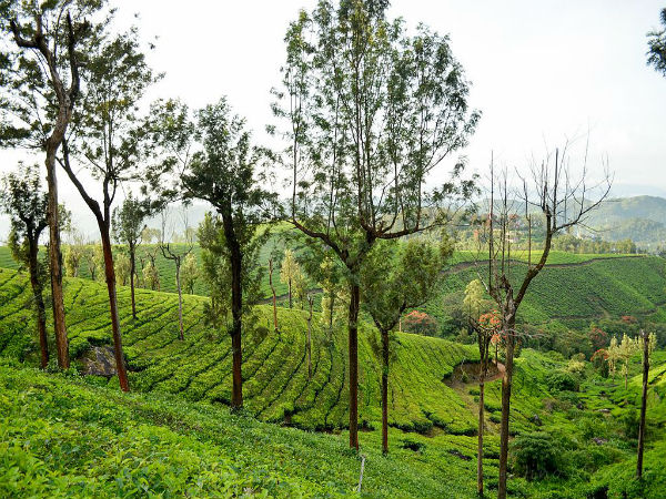 ಮುನ್ನಾರ್