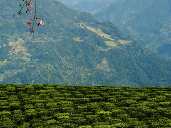 ಮರವನ್ನು ದತ್ತು ಪಡೆಯೋದು
