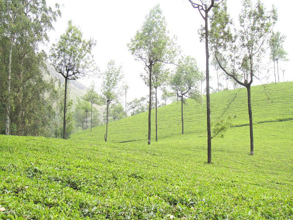 ಟೀ ತೋಟಗಳ ನಾಡು ಮುನ್ನಾರ್
