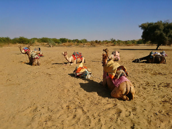 ಥಾರ್ ಮರುಭೂಮಿ