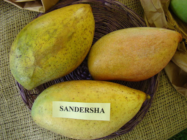 ತೋತಾಪುರಿ