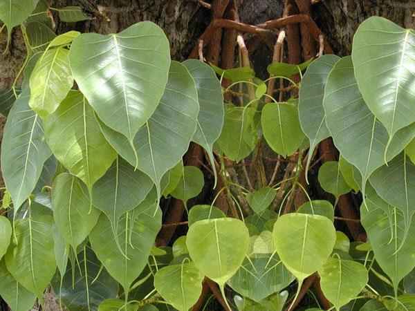 9.ಪಂಚ ವೃಕ್ಷಗಳು