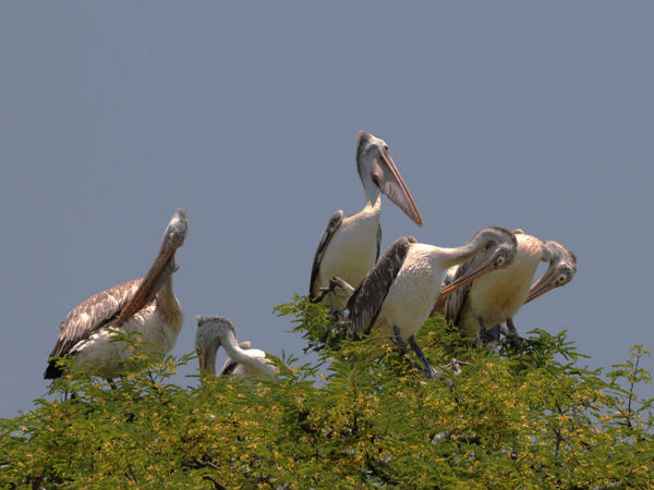 5. ಕೊಕ್ಕರೆಬೆಳ್ಳೂರು