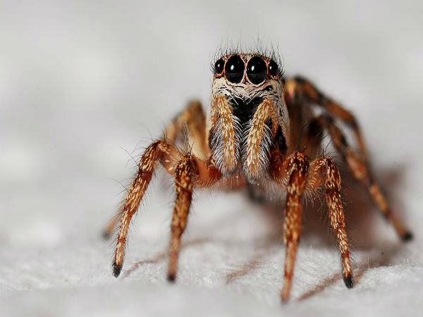 ಜೇಡದ ಮೂರ್ತಿ ಪ್ರತ್ಯಕ್ಷ