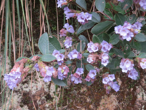 ವೀಕ್ಷಣೆಗೆ ಅವಕಾಶ