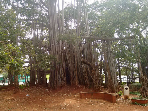 ದೊಡ್ಡ ಆಲದ ಮರ