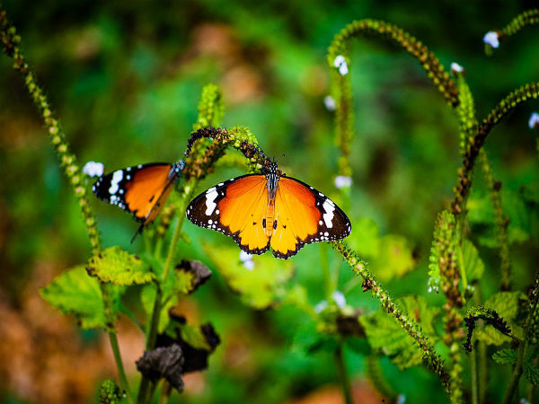 4. ಭೇಟಿ ಕೊಡಲೇ ಬೇಕು