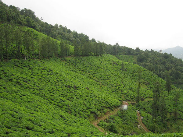 ವಯನಾಡ್