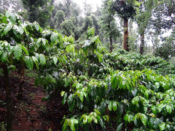 ಹಿಮಾಚ್ಛಾದಿತ ಪ್ರದೇಶ