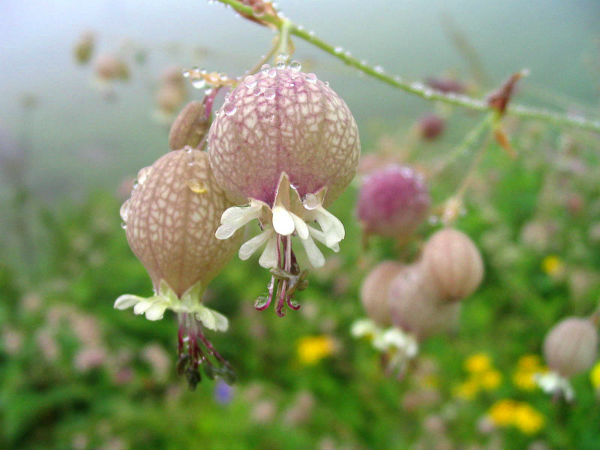 ಹೂವುಗಳ ಕಣಿವೆ (ವ್ಯಾಲಿ ಆಫ್ ಪ್ಲವರ್ಸ್)