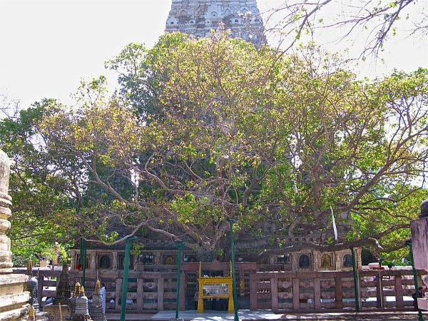 ಯಾವುದೀ ಮರ
