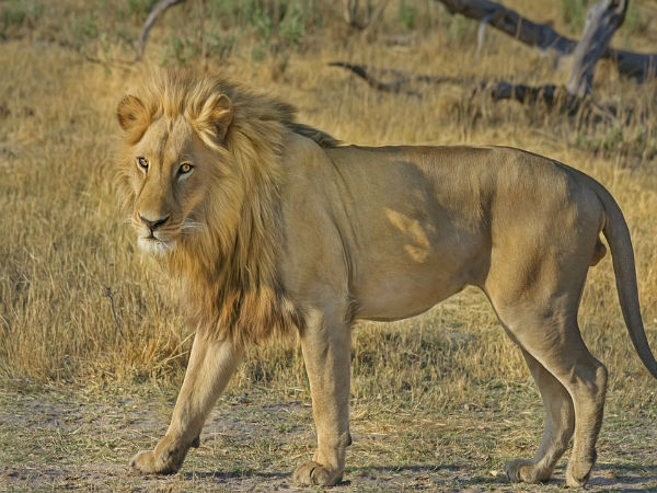 ಬನ್ನೇರುಘಟ್ಟ ಬಯೋಲಾಜಿಕಲ್ ಪಾರ್ಕ್, ಬೆಂಗಳೂರು