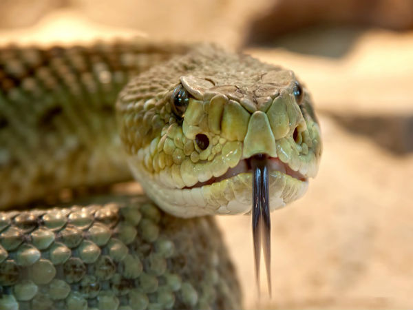 ಹಾವಿನ ಜೊತೆ ಮನುಷ್ಯರು