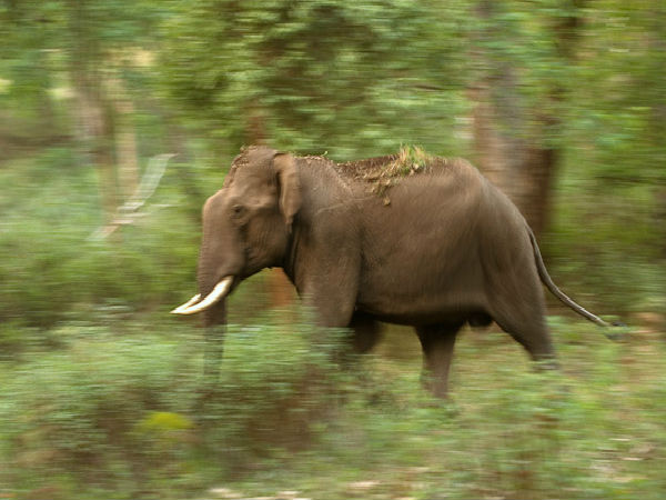ಅತೀ ಹೆಚ್ಚು ಆನೆಗಳು