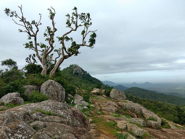 ಬಿಳಿಗಿರಿ ರಂಗನ ಬೆಟ್ಟ