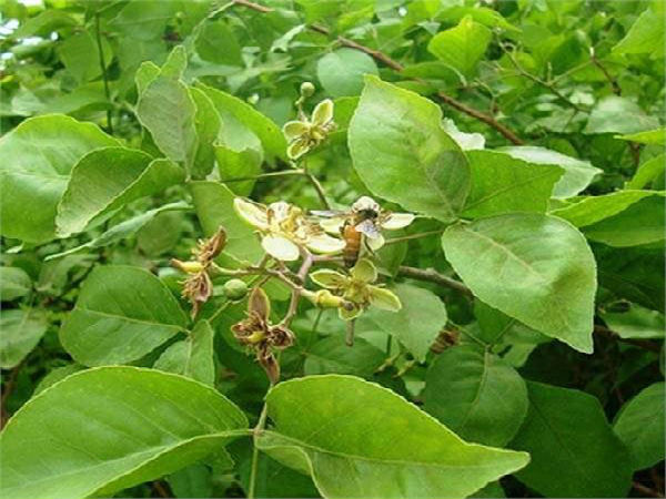 ಬಿಲ್ವಪತ್ರೆ ಬಿಟ್ರೆ ಯಾವ ಎಲೆಯೂ ಮುಳುಗೋದಿಲ್ಲ