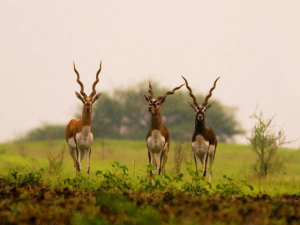 ರಾಣಿಬೆನ್ನೂರು ಕೃಷ್ಣಮೃಗ ಅಭಯಾರಣ್ಯ