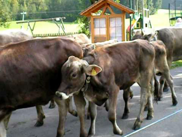 ಪಟ್ಟಿ ಎನ್ನುವ ಕರು