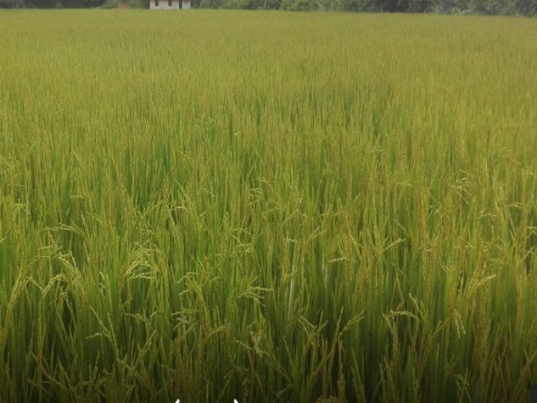ದೈವದ ಕೃಪೆ