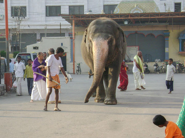 ತುಂಗಭದ್ರಾ ನದಿಯಲ್ಲಿ ಸ್ನಾನ