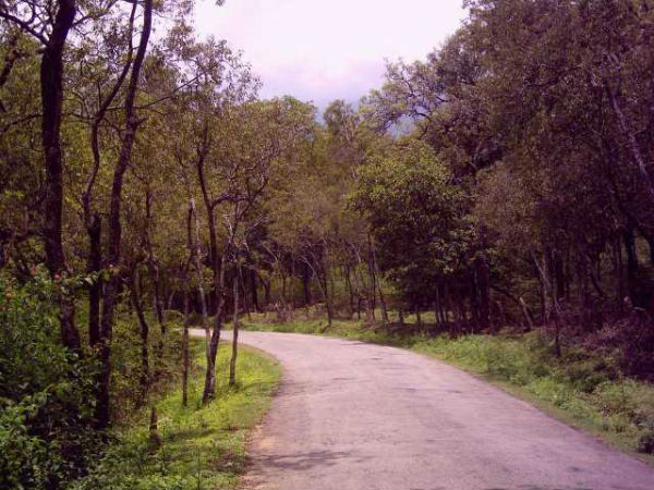 ಶ್ರೀಗಂಧದ ಮರಗಳು