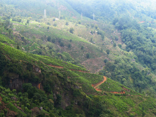 ಡಾಲ್ಫಿನ್ಸ್ ನೋಸ್