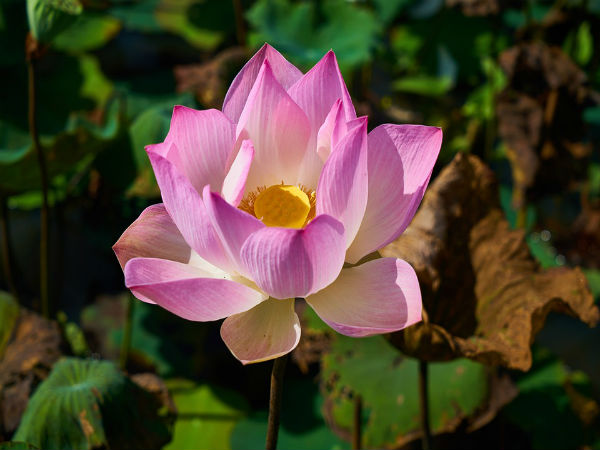 1000 ಕಮಲದ ಹೂವುಗಳು