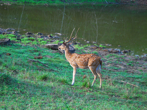 ಬಂಡೀಪುರ