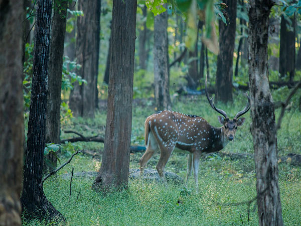 ಸಫಾರಿ