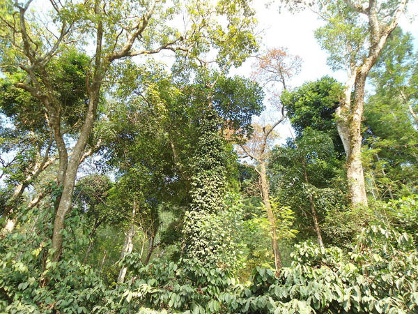 ದಟ್ಟ ಕಾಡುಗಳಿವೆ