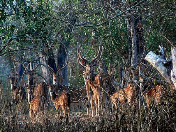 ಮಸಿನಗುಡಿ