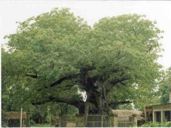 ಸ್ವರ್ಣದ ಬಣ್ಣದಲ್ಲಿ ಕಾಣುವ ಹೂವು