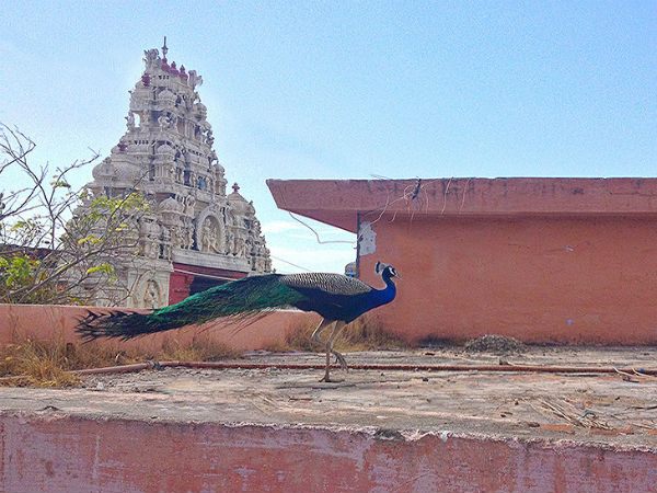 ತಲುಪುವುದು ಹೇಗೆ?