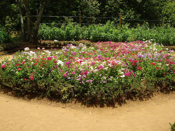 ಸಿಮ್ಸ್ ಉದ್ಯಾನವನ