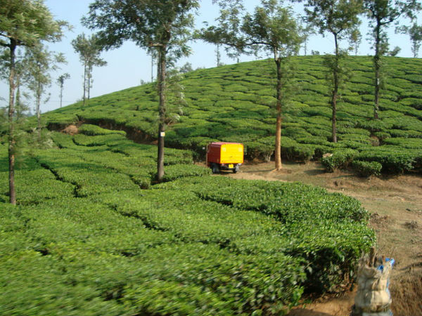 ಟೀ ತೋಟ