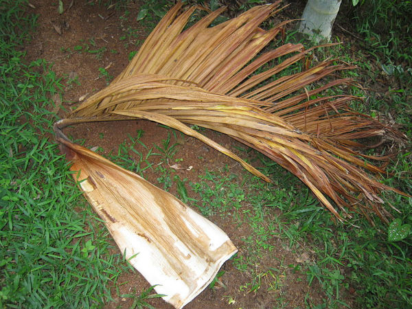 ಅಡಕೆ ಮರದ ಎಲೆಯಲ್ಲಿ ನೈವೇದ್ಯ