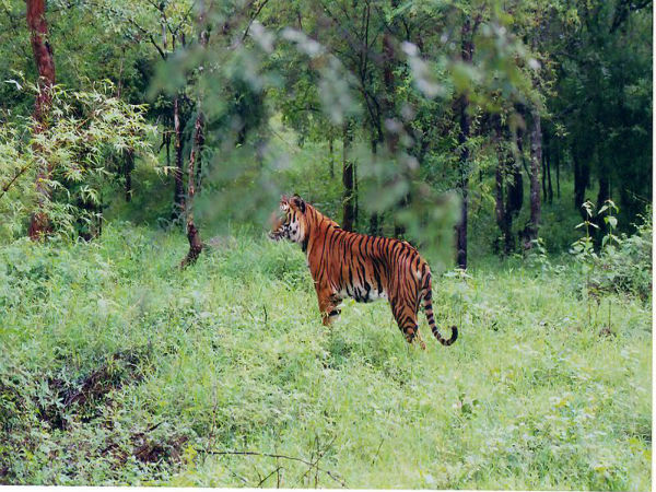 ಭದ್ರಾ ವನ್ಯಜೀವಿ ಧಾಮ