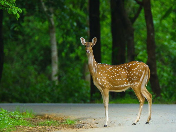 ದಾಂಡೇಲಿ