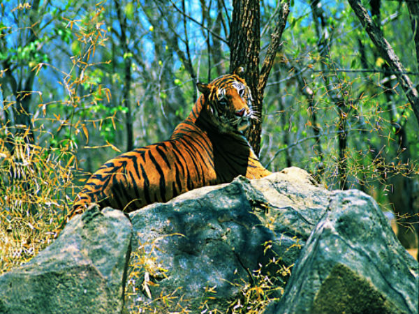 ಕಾಡು ಮೃಗಗಳ ವಾಸಸ್ಥಾನ