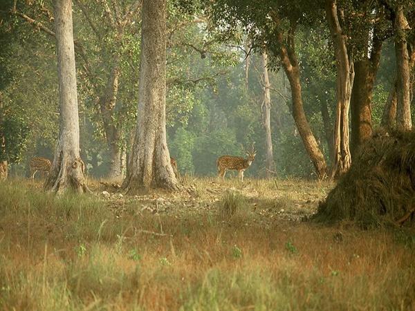 ಕಾನ್ಹಾರಾಷ್ಟ್ರೀಯ ಉದ್ಯಾನ