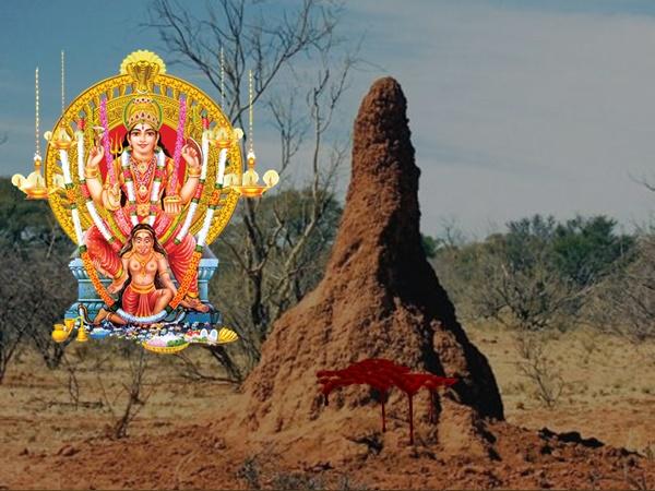ಪ್ರತಿ ವರ್ಷ ಹುತ್ತ ಬೆಳೆಯುತ್ತದೆ