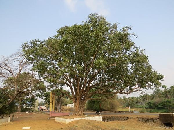 ದಿನಕ್ಕೆ ನಾಲ್ಕು ಬಾರಿ ಪೂಜೆ