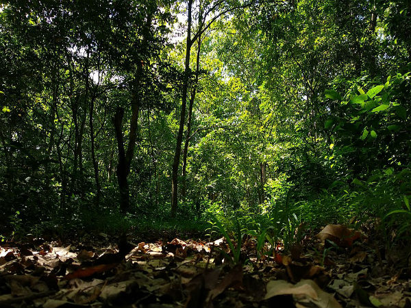 ಜಲ್ಡಾಪಾರ ರಾಷ್ಟ್ರೀಯ ಉದ್ಯಾನವನ