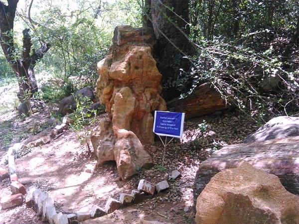 ಕಲ್ಲಾಗಿ ಬದಲಾದ ಮರ