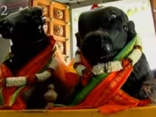 ನಾಣ್ಯವನ್ನು ಮರಕ್ಕೆ ಕಟ್ಟಬೇಕು